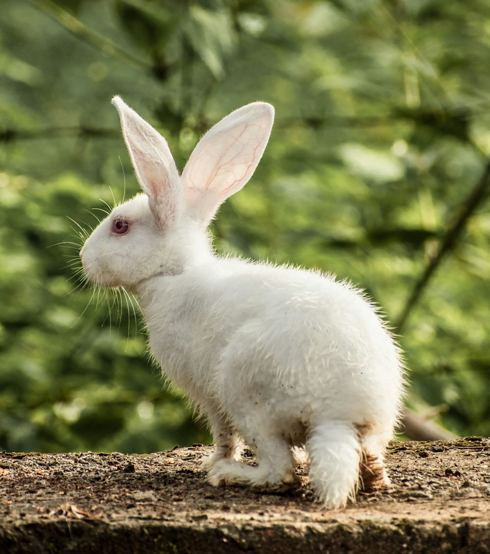 a white rabbit sitting on top of a tree stump