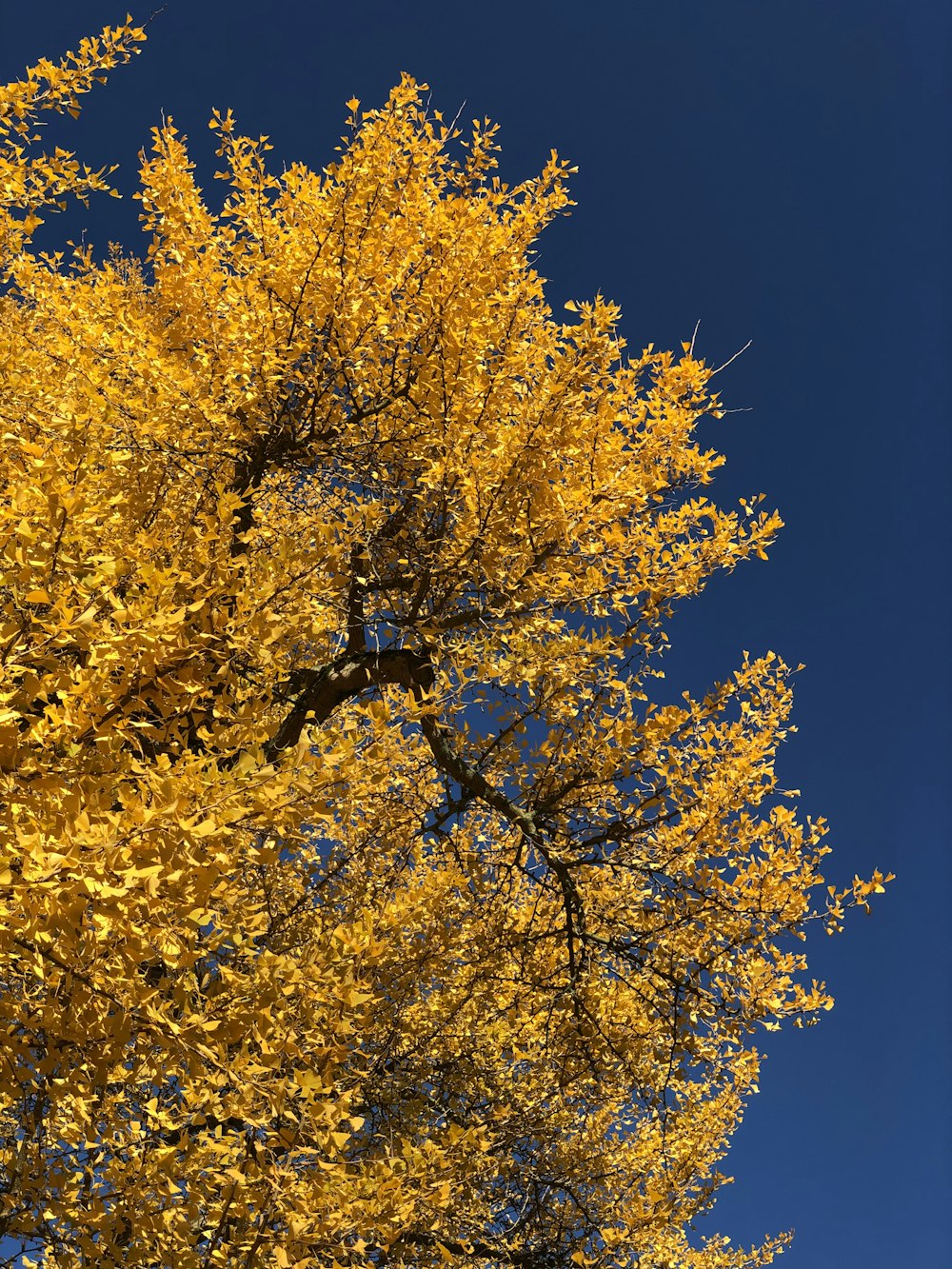 a tree with yellow leaves and a blue sky in the background