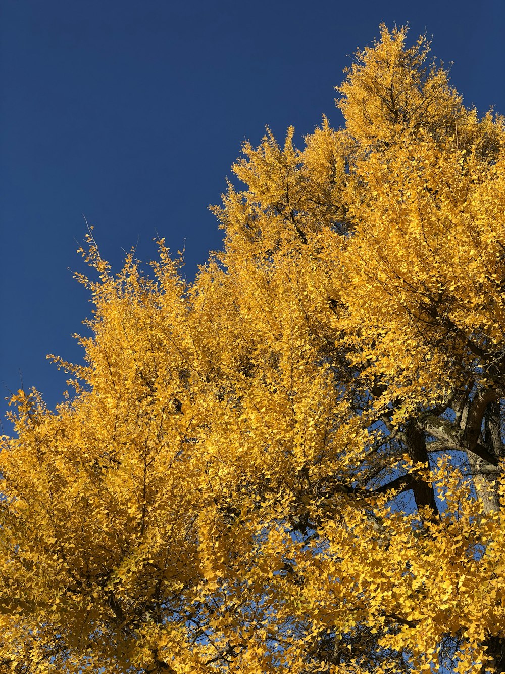 a tree with yellow leaves and a blue sky in the background