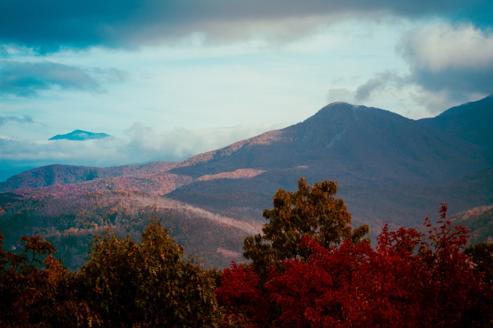 a view of a mountain range with trees in the foreground