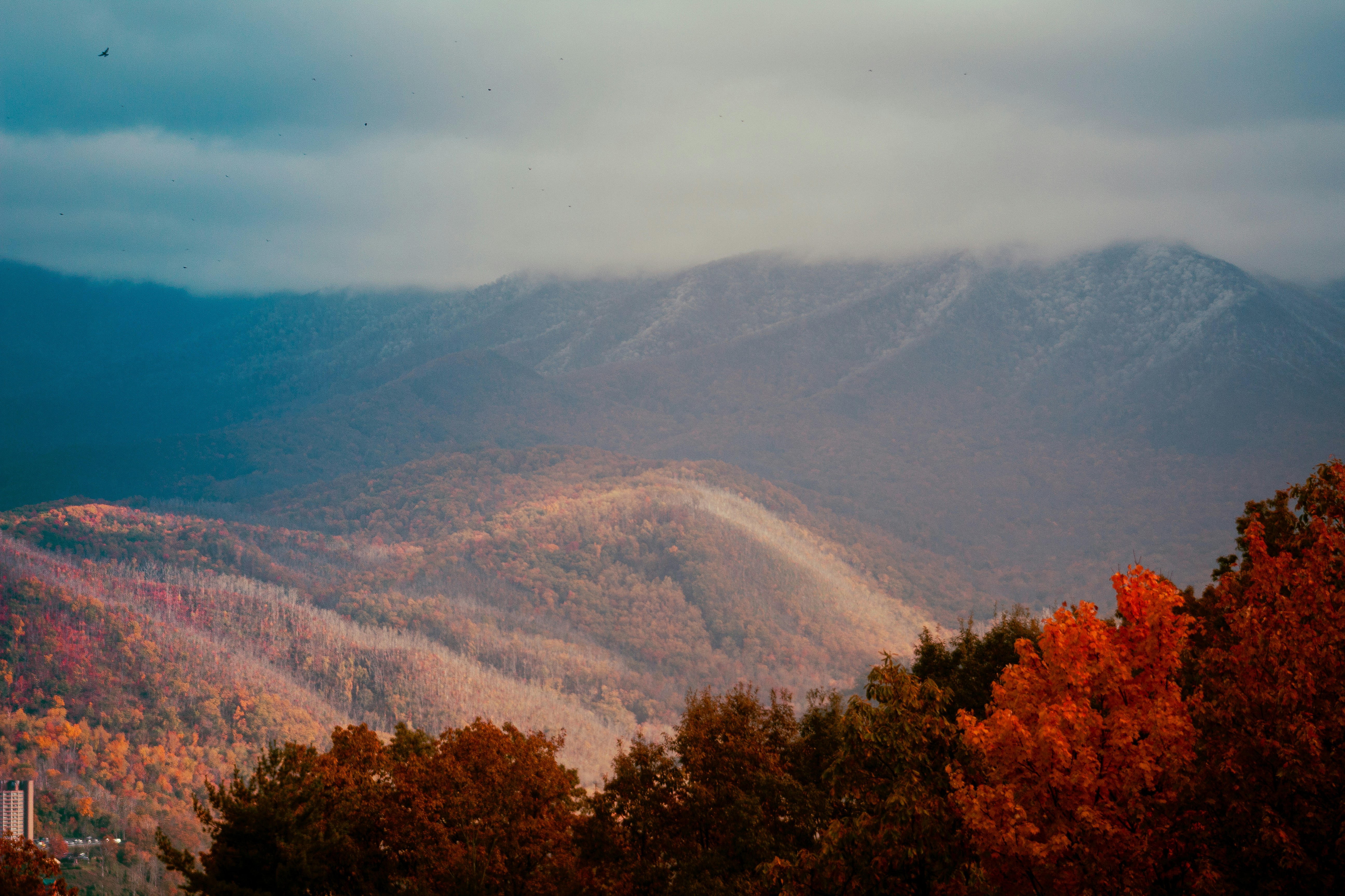 a view of a mountain range with trees in the foreground