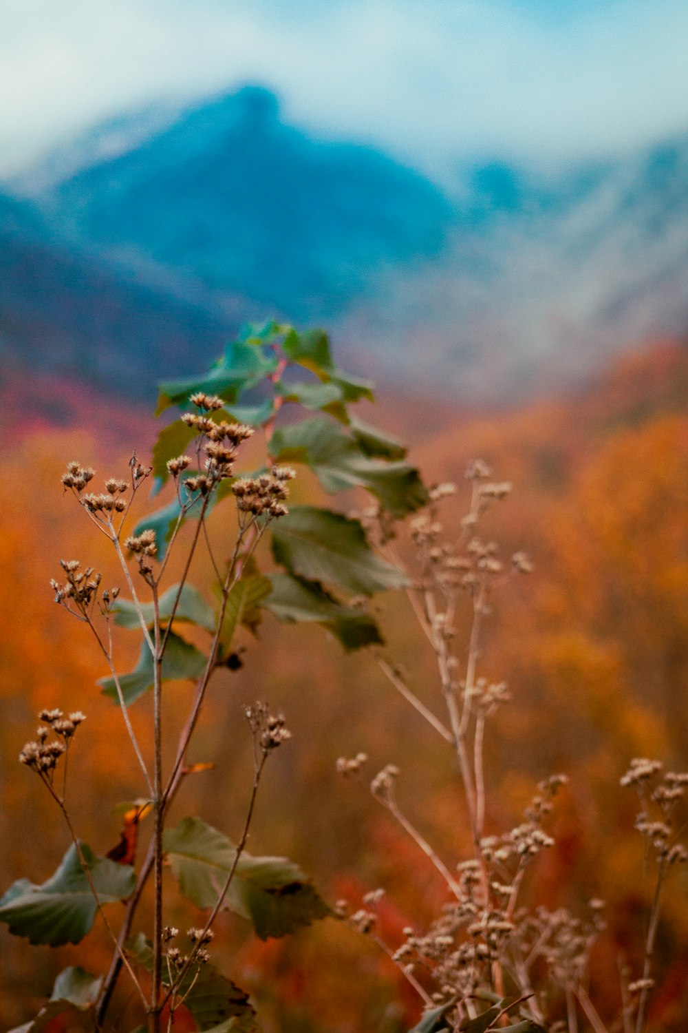 a close up of a plant with a mountain in the background