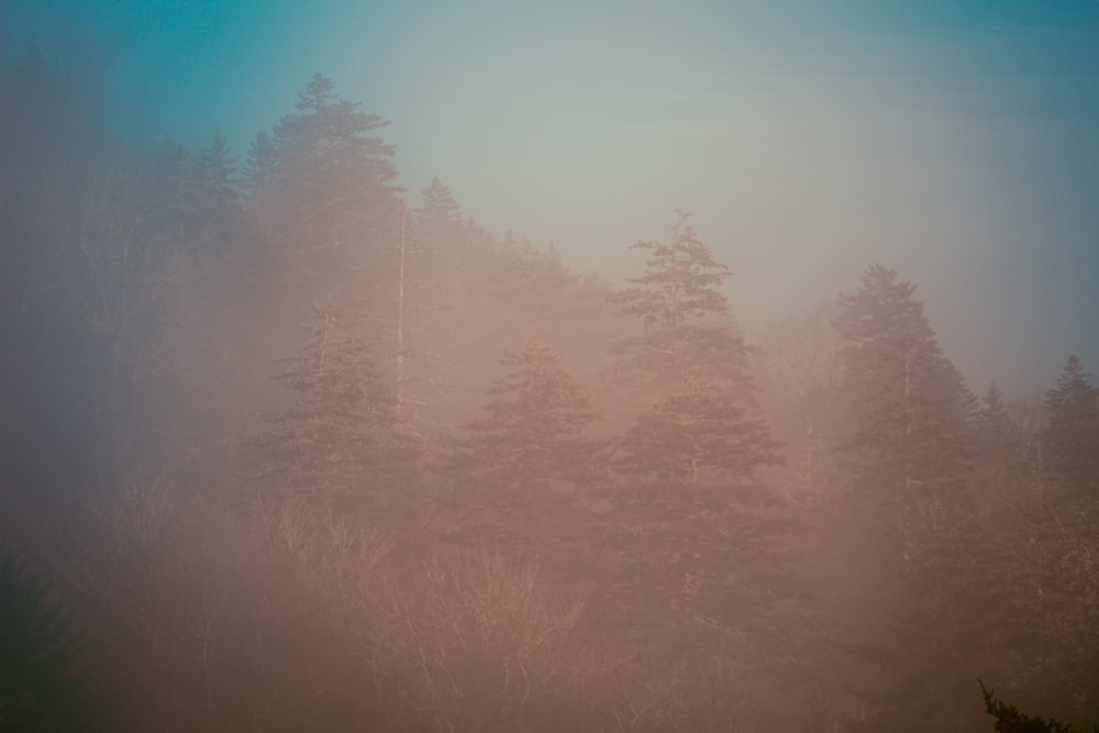 a foggy forest filled with lots of trees