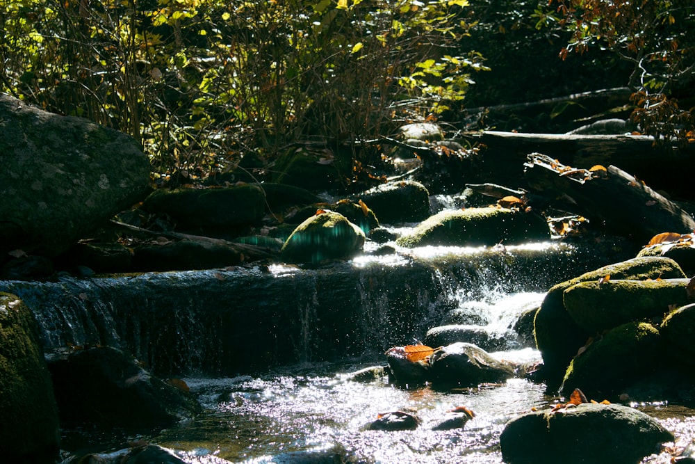 a stream of water running through a lush green forest