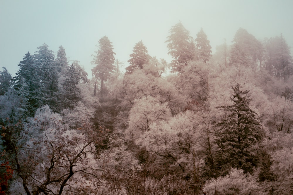 a group of trees covered in snow next to a forest