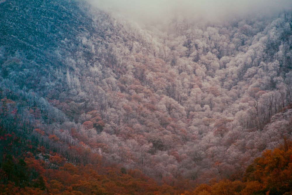 a mountain covered in lots of trees covered in fog