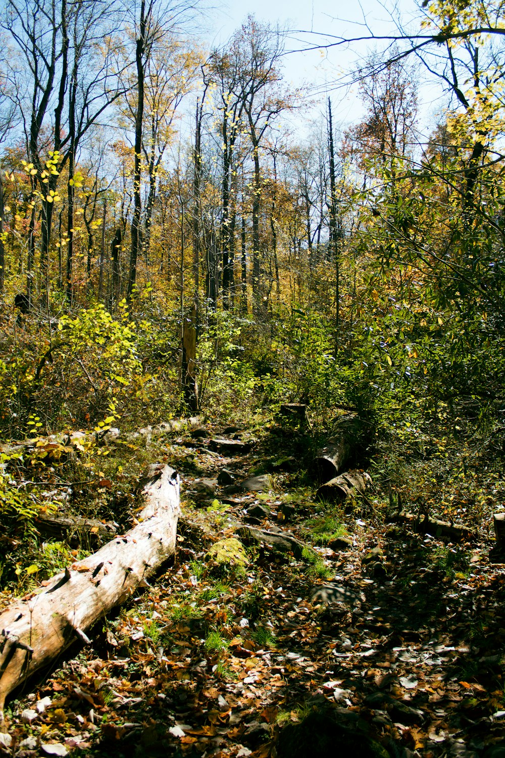 a fallen tree in the middle of a forest