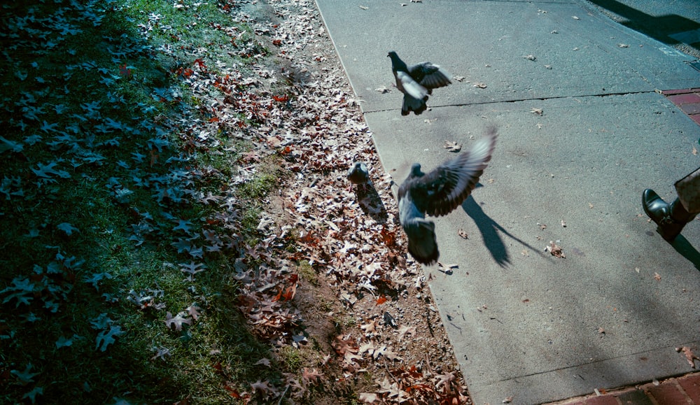 a flock of birds flying over a sidewalk