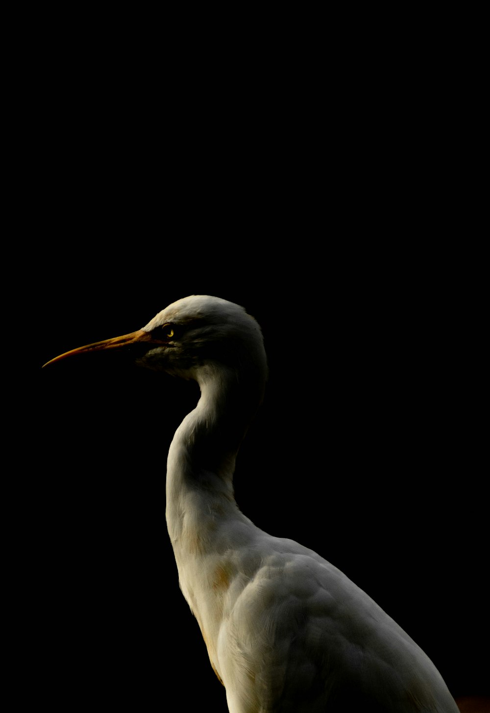 a large white bird standing on top of a wooden floor