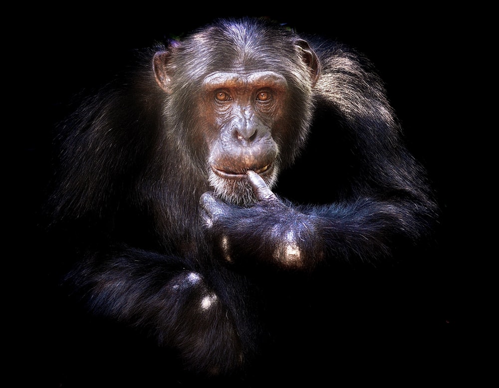 a close up of a monkey with a black background