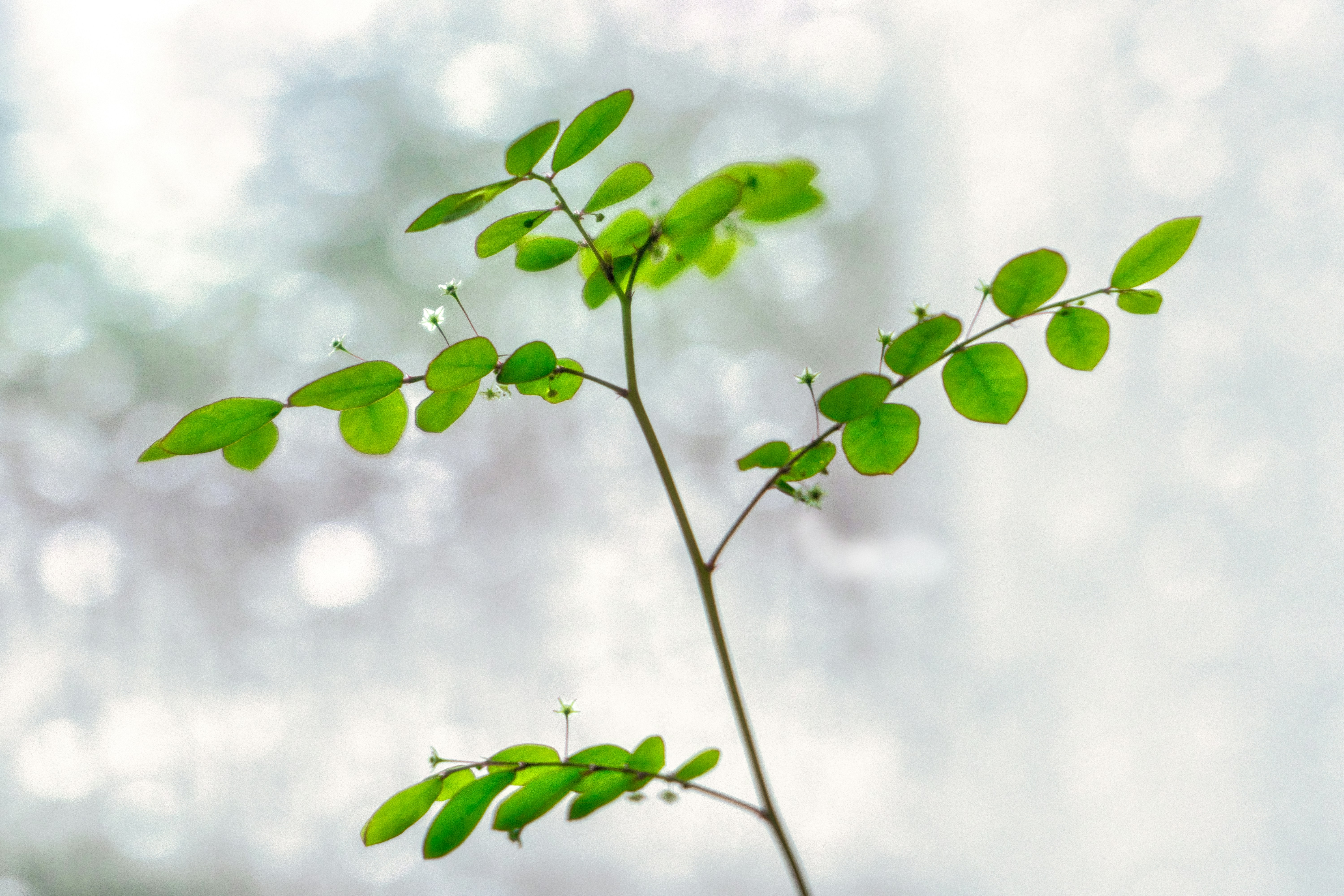 Photo by thomaskinto