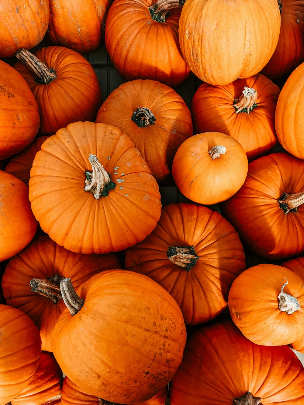 un tas de citrouilles assises les unes à côté des autres