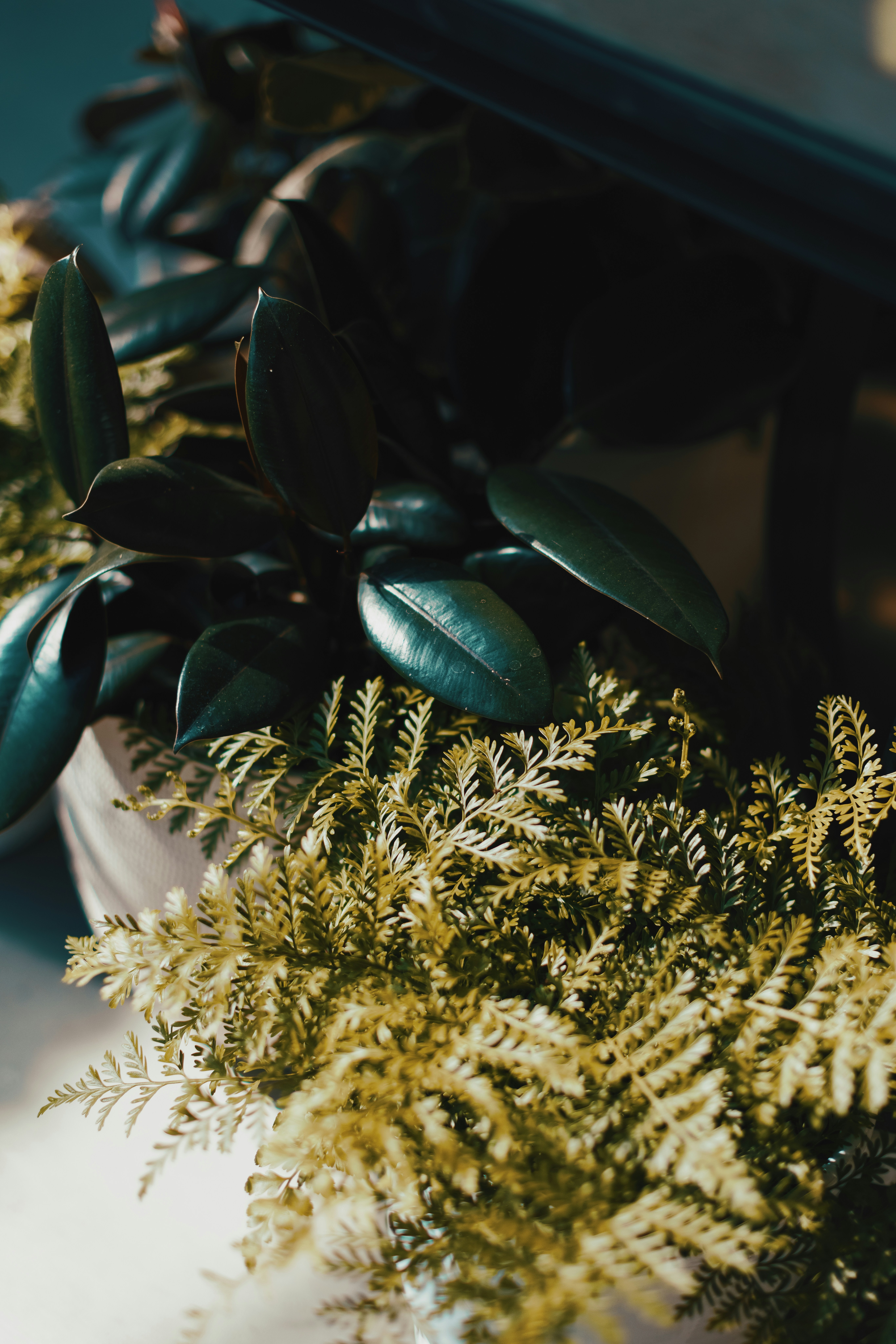 Gros plan d’une plante en pot sur une table