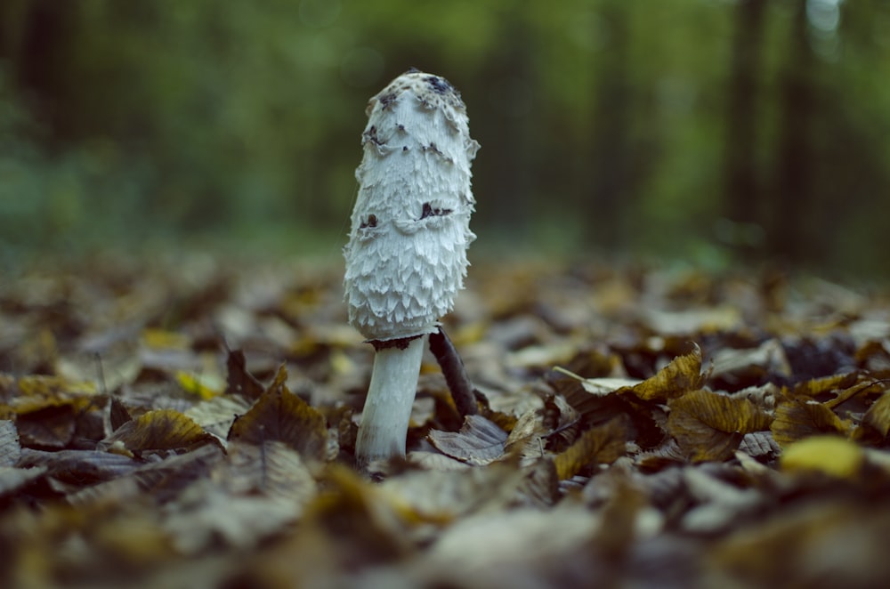 나뭇잎으로 덮인 땅 위에 앉아 있는 흰 버섯