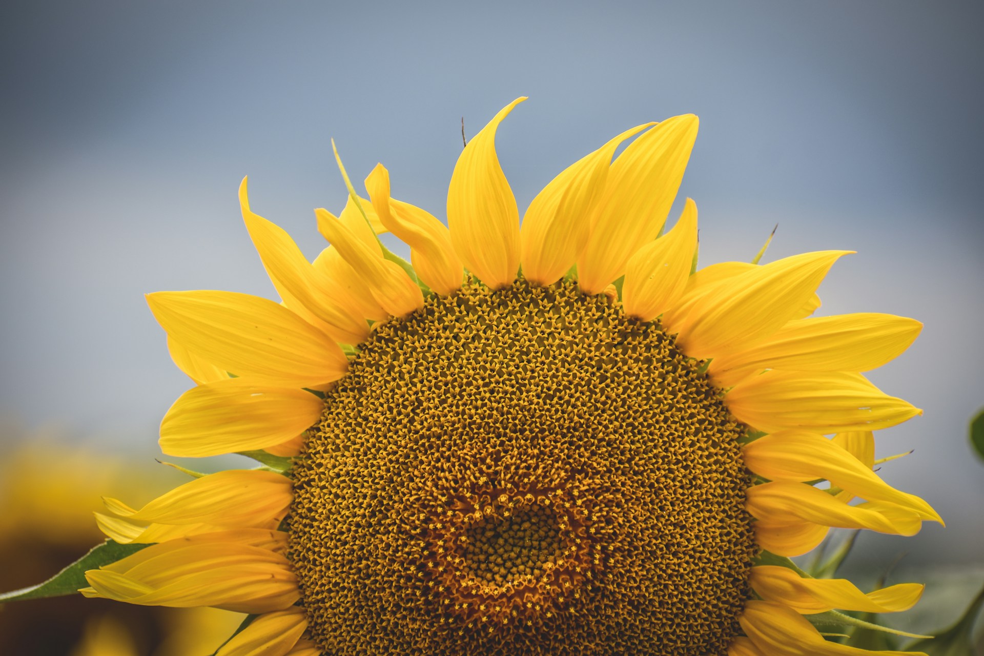 a sunflower with a blue sky in the background