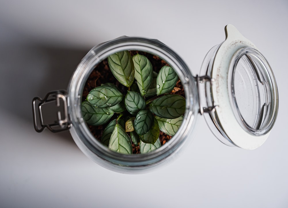 a glass jar with a plant inside of it