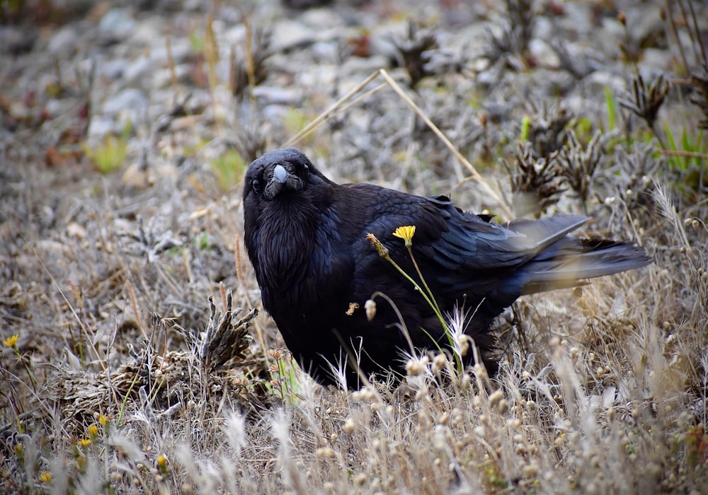 Ein schwarzer Vogel steht auf einem Feld