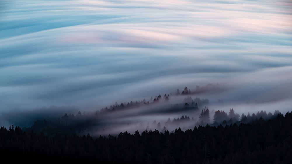 a view of a forest covered in fog