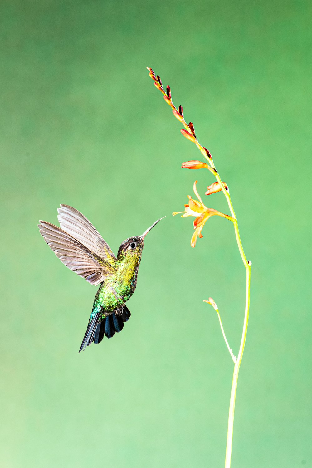 Un colibrí volando hacia una flor con un fondo verde