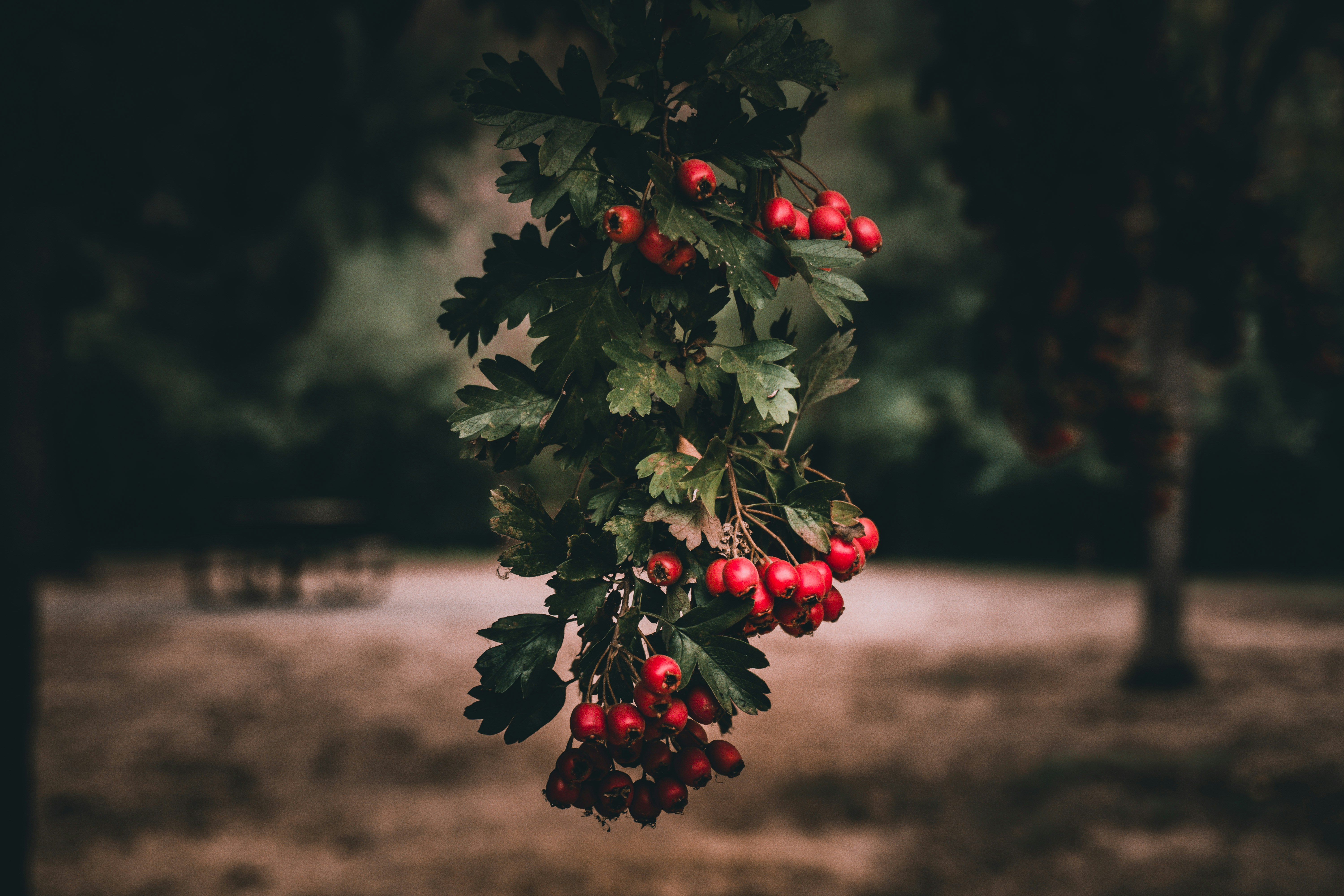 Photo by eddiecoyote