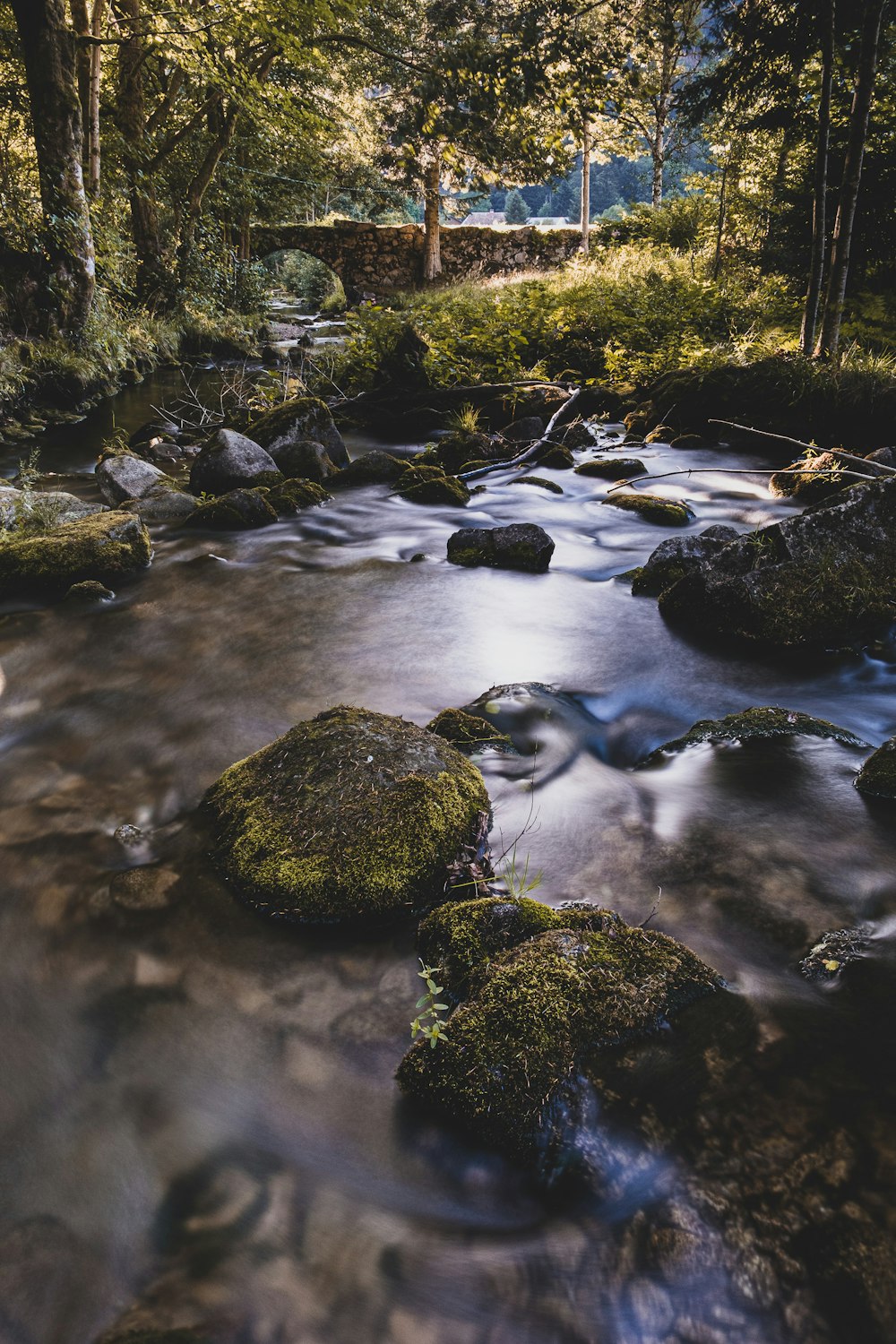 a stream running through a lush green forest