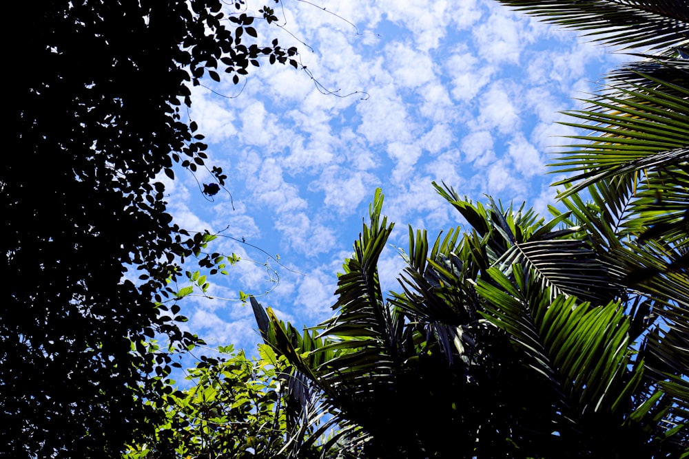 a view of the sky through the leaves of a tree