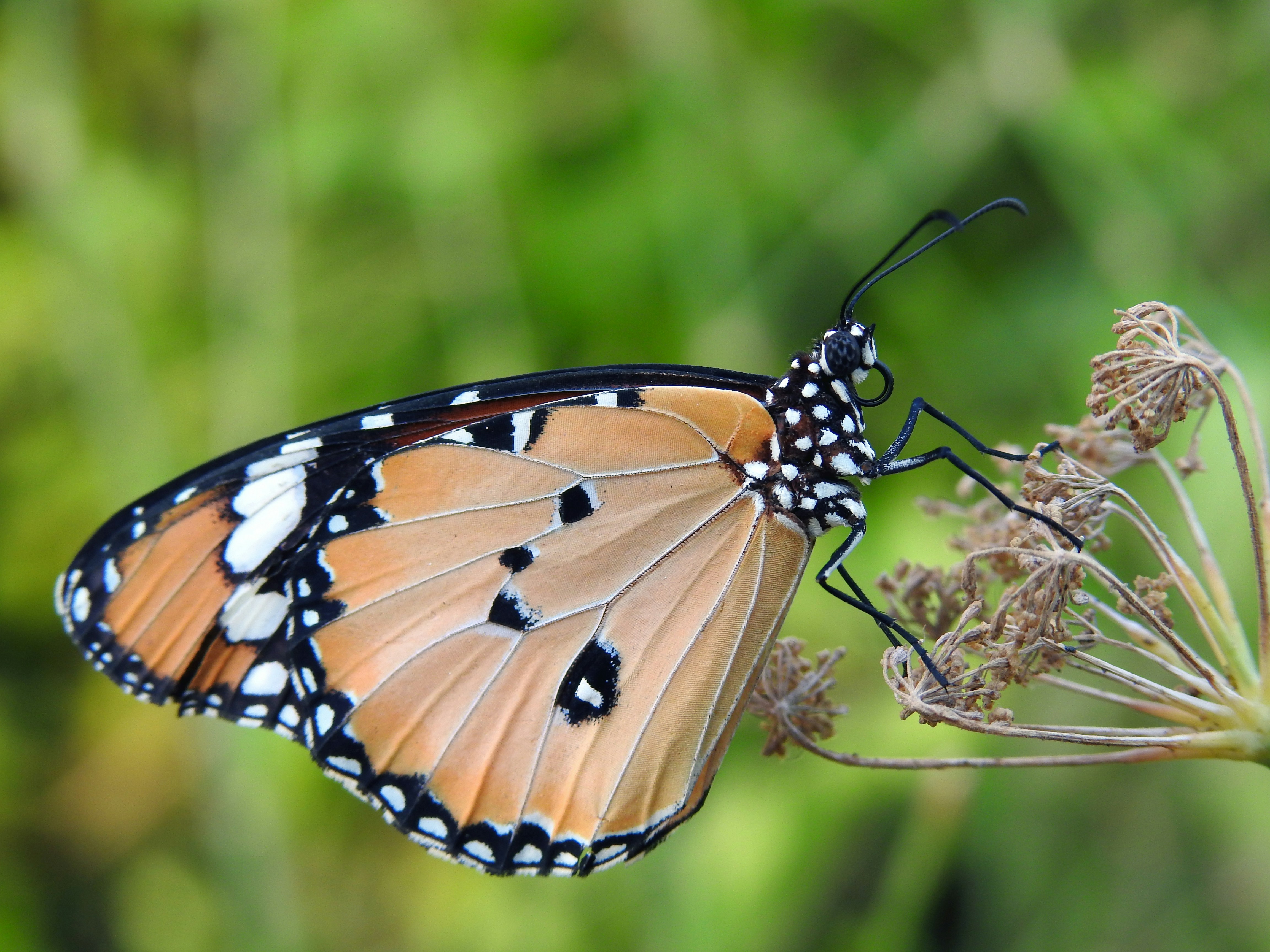 Photo by tamer_soliman