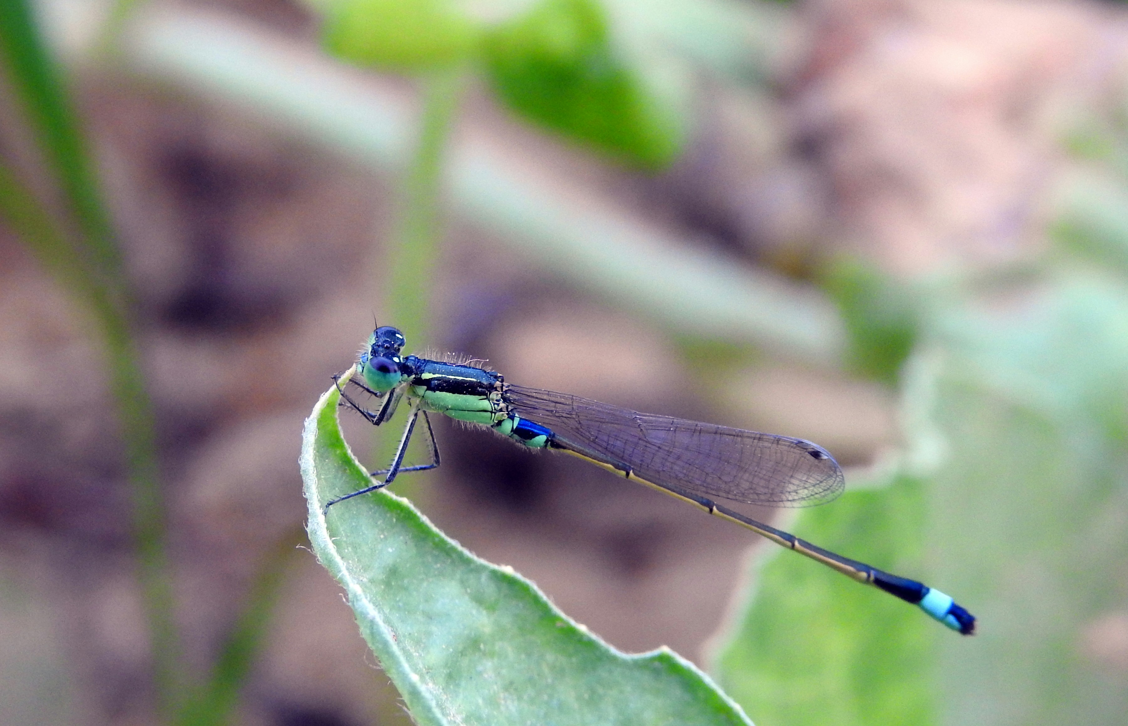 Photo by tamer_soliman