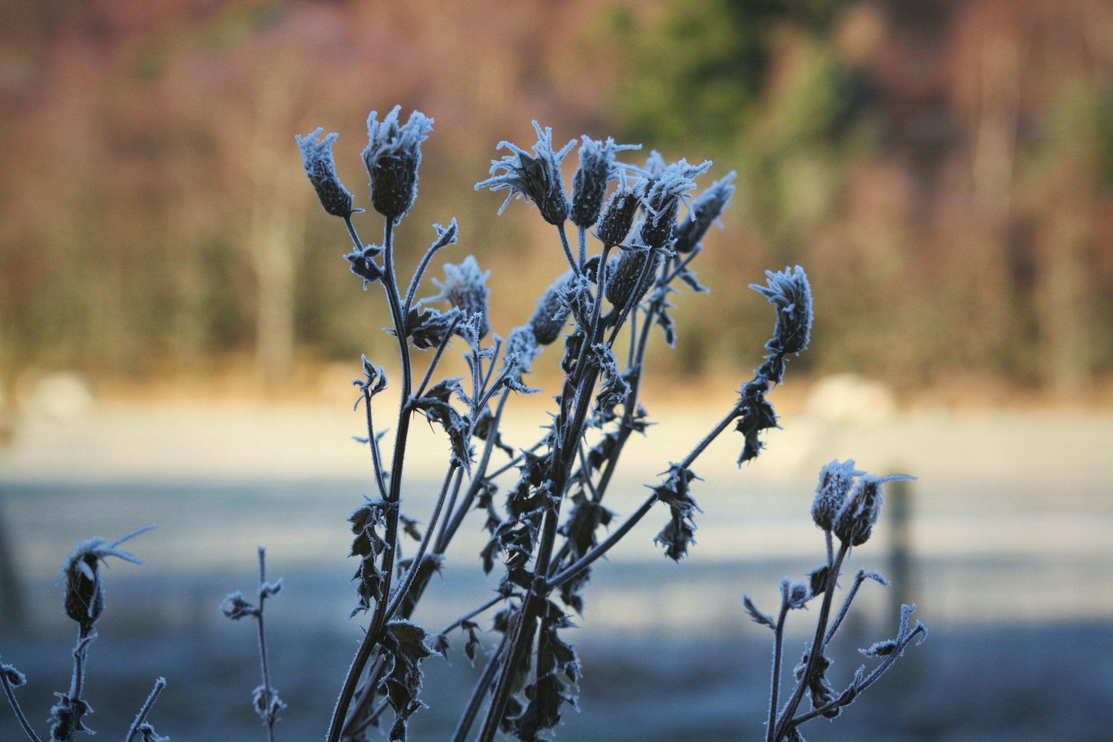 a close up of a plant with frost on it