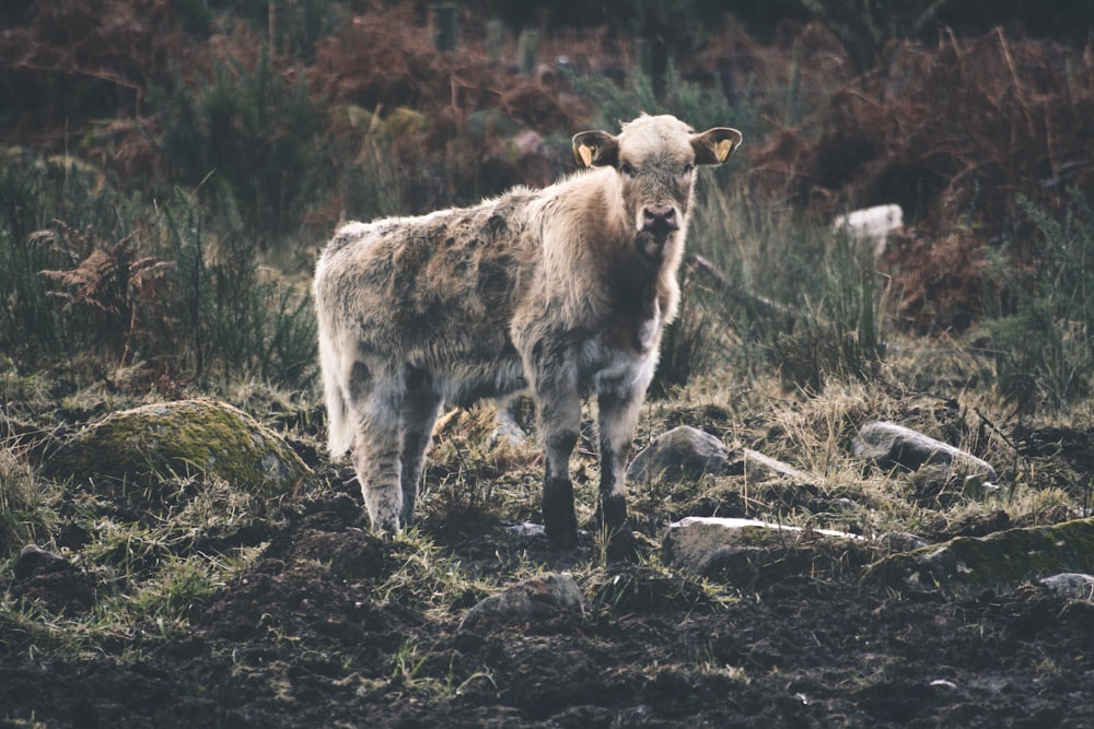 Una vaca parada en medio de un campo