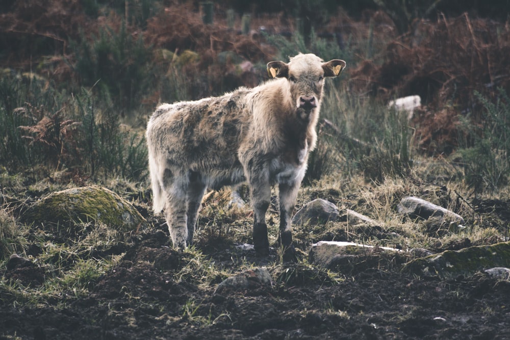 uma vaca em pé no meio de um campo