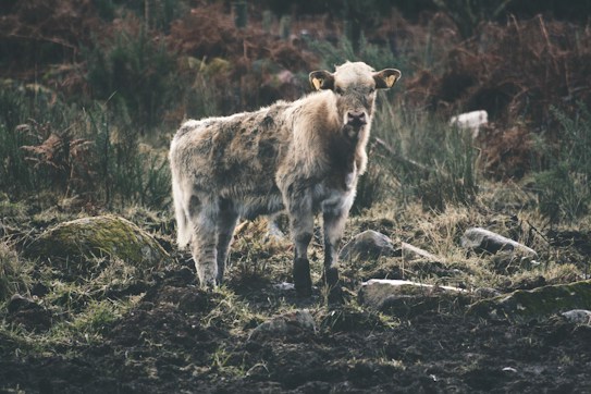 A young calf stands in a rugged, natural landscape surrounded by coarse grass and scattered rocks. The calf&rsquo;s light brown and white fur appears somewhat fluffy, and it gazes directly at the viewer. The background is composed of dense, dark foliage and brownish undergrowth, suggesting a rural or wild setting.