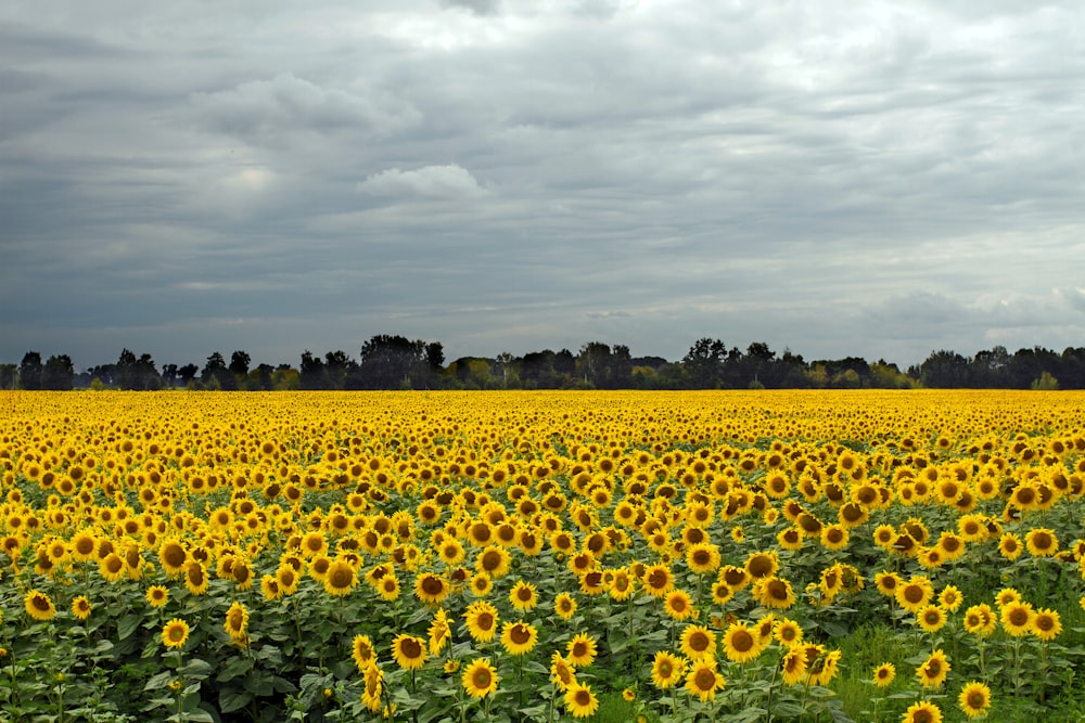 a large field of sunflowers under a cloudy sky