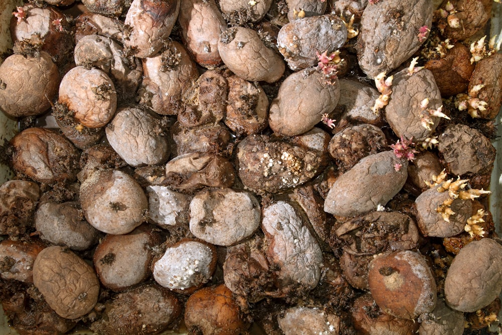 un montón de rocas que están sentadas en la tierra