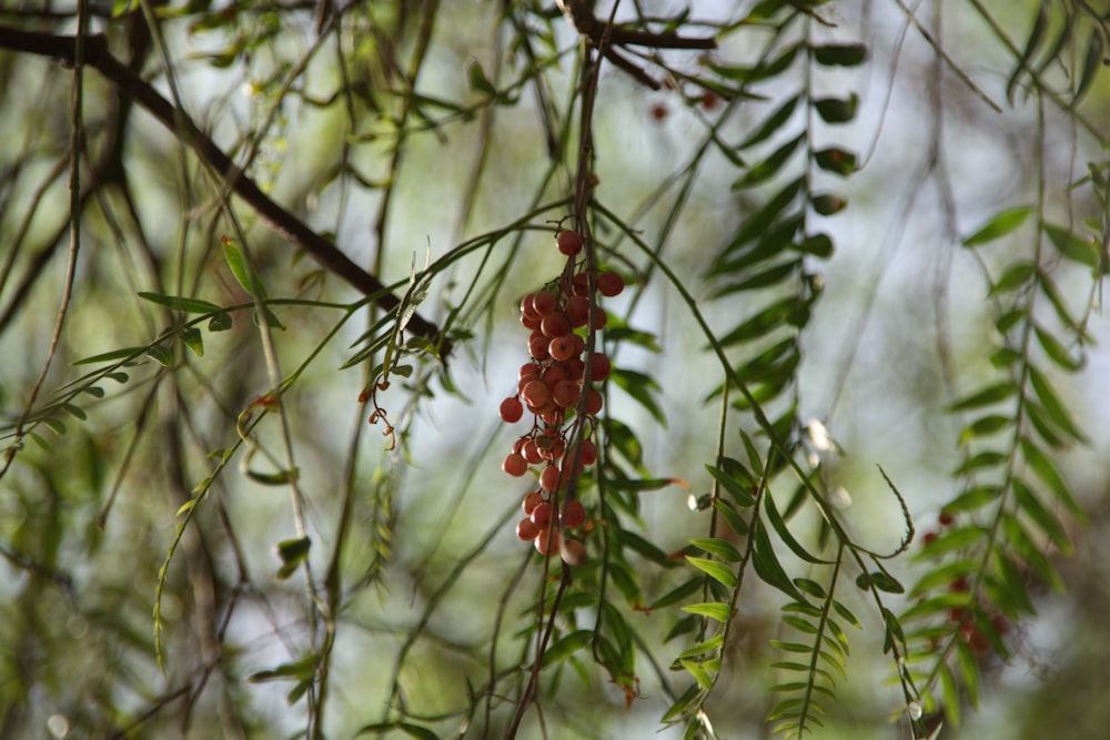 a bunch of berries hanging from a tree