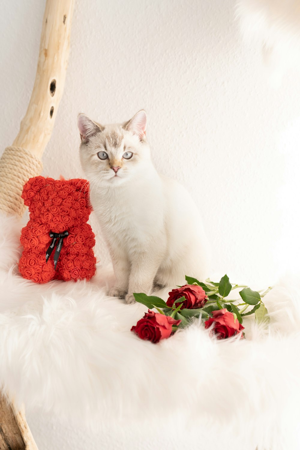 a white cat sitting next to a red pillow