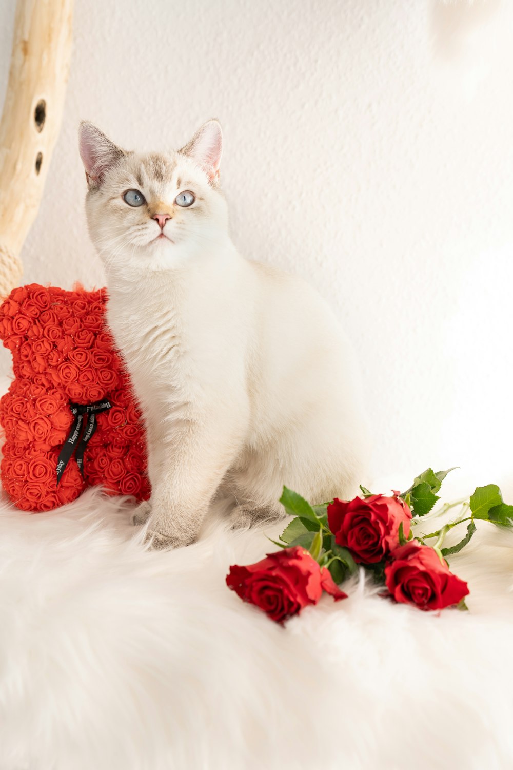 a white cat sitting next to a teddy bear