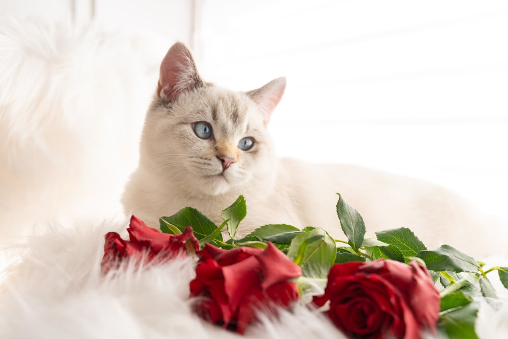 a white cat with blue eyes sitting next to a bunch of red roses