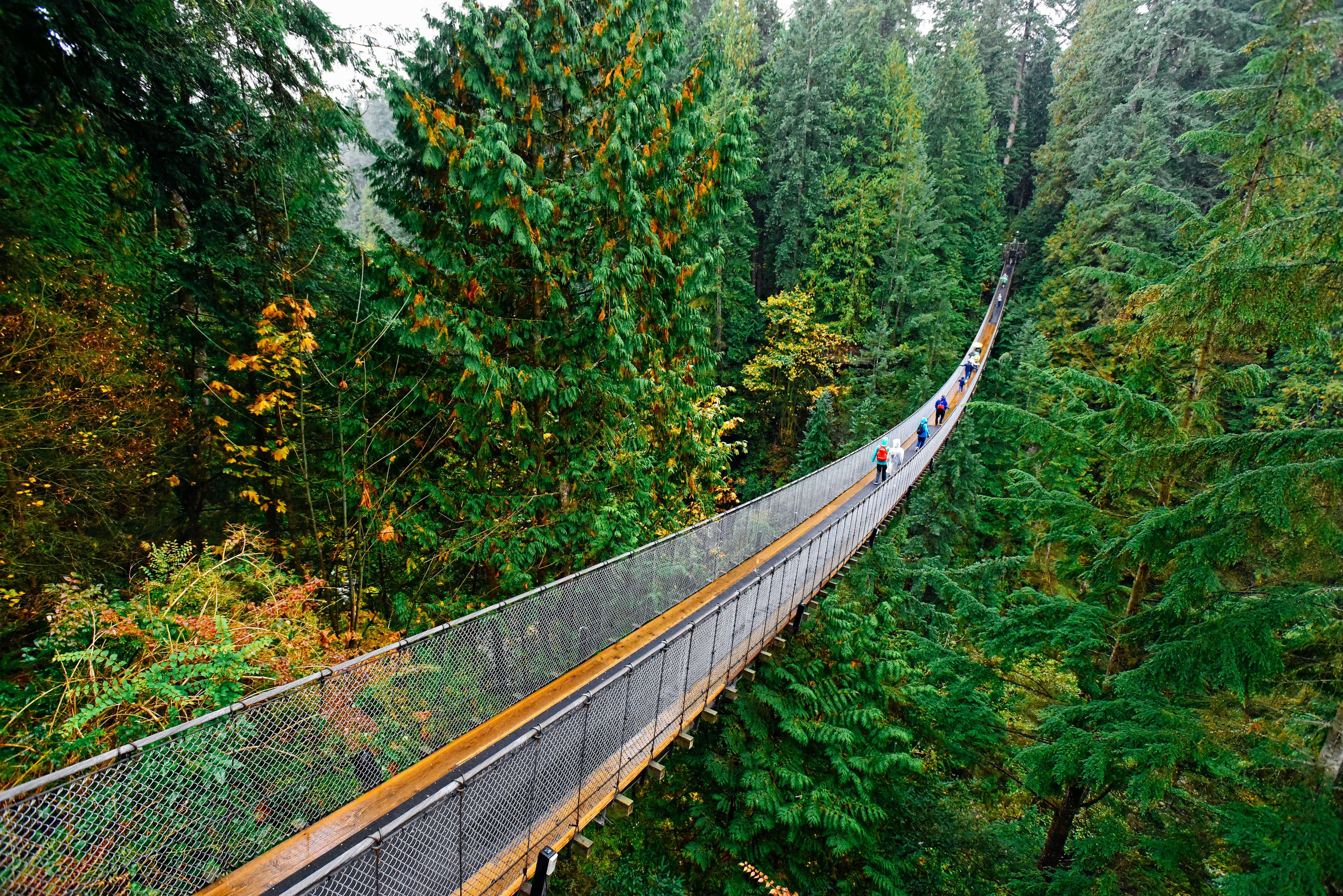 Eine Hängebrücke mitten im Wald