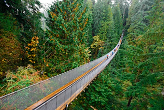 a suspension bridge in the middle of a forest