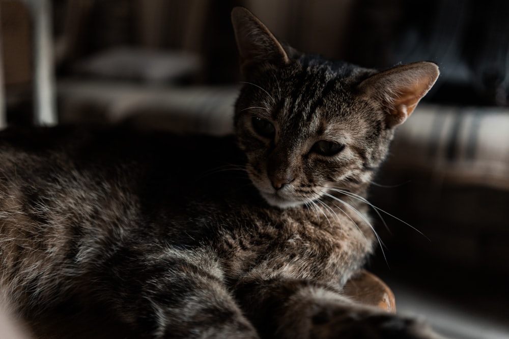 a cat sitting on a chair in the sun