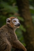 A close-up of a curious lemur peering through lush green foliage in northern Madagascar