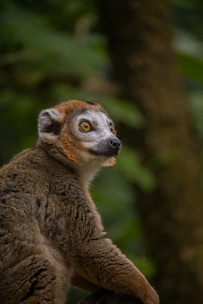 A close-up of a curious indri lemur perched on a mossy branch in a lush Madagascar forest.