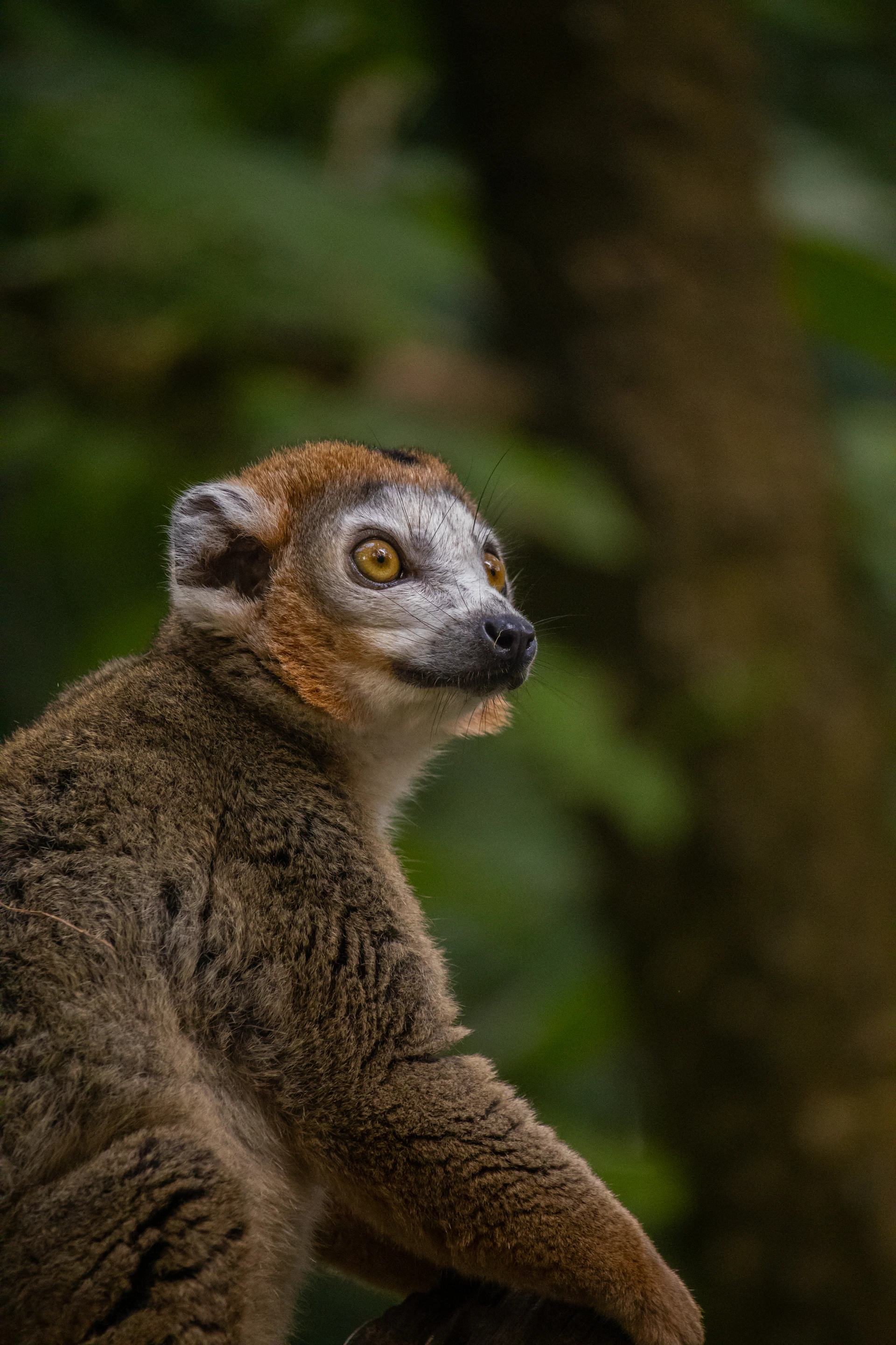 A close-up of a curious lemur peeking through lush green foliage, showcasing Madagascar's vibrant wildlife.