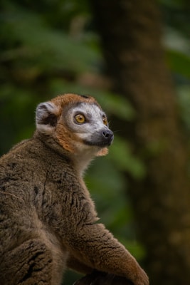 A close-up of a lemur with large expressive eyes, surrounded by lush green foliage. The lemur's fur is a mix of brown and white colors, and it appears to be peacefully gazing into the distance, with soft natural light highlighting its features.