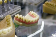 A close-up view of a dental model showing a partial set of artificial teeth and gums. The model is designed to demonstrate dental structure and is placed on a reflective surface. Nearby, there are additional dental models and tools, slightly out of focus.