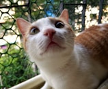 A cat exploring a multi-level outdoor enclosure with mesh walls.