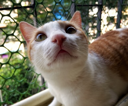 A cat exploring a multi-level outdoor enclosure with mesh walls.