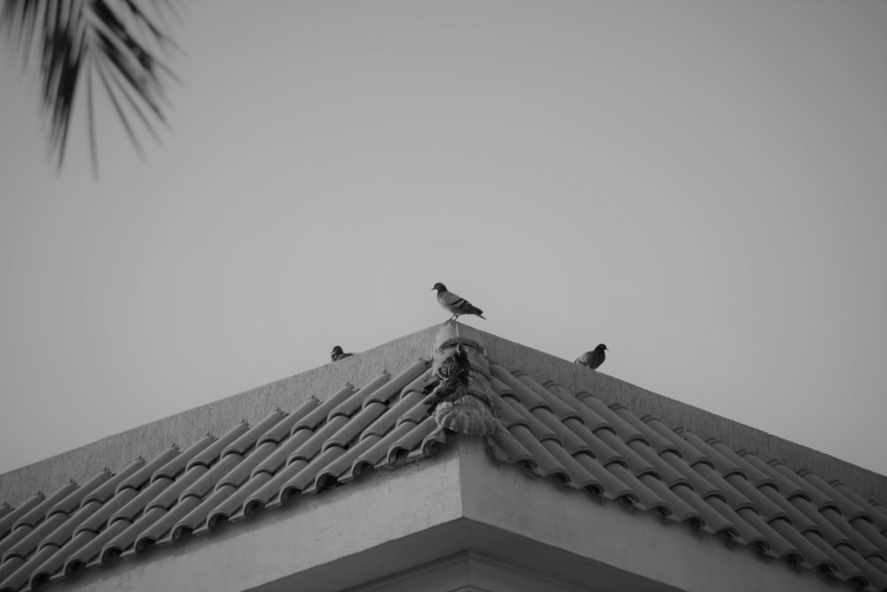 建物の屋上に座っている2羽の鳥