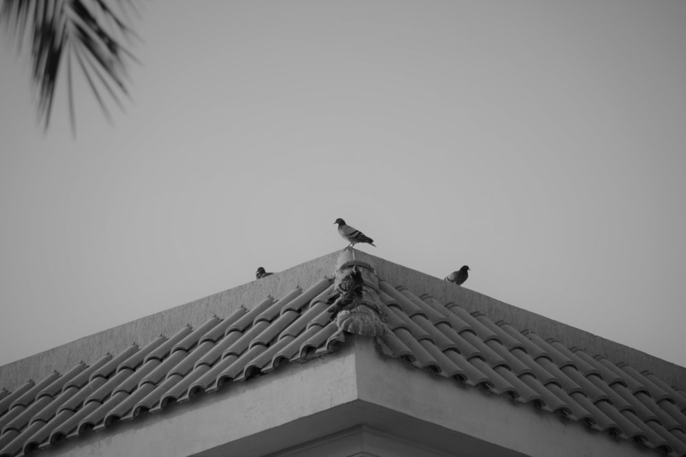 two birds sitting on the roof of a building